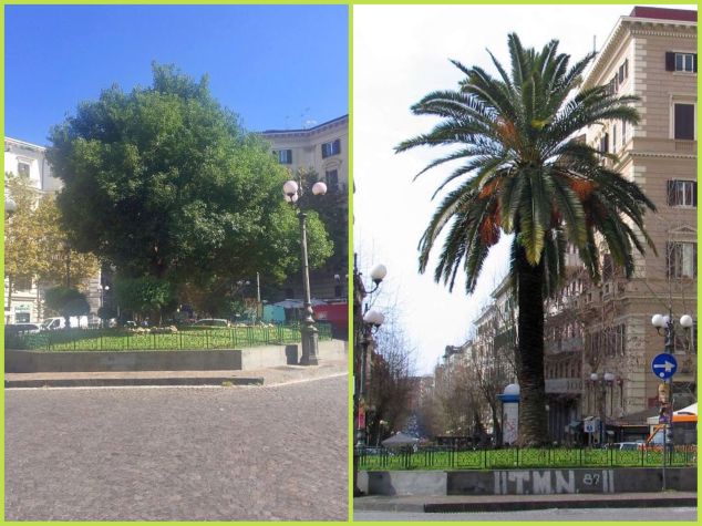 Vomero, piazza Vanvitelli, lauro e palma